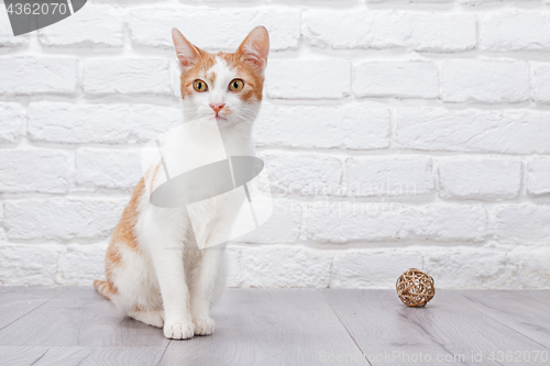 Image of Young red kitten posing