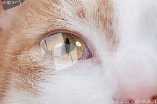 Image of Eye of red kitten