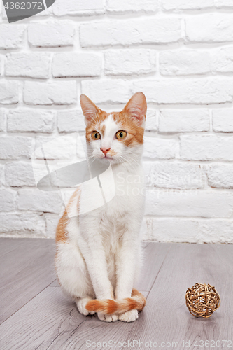 Image of Young red kitten posing