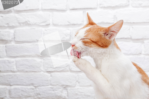 Image of Young red kitten washing