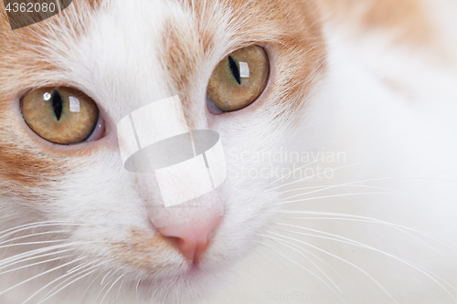 Image of Portrait of young red kitten