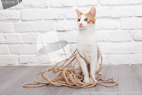 Image of Young red kitten posing