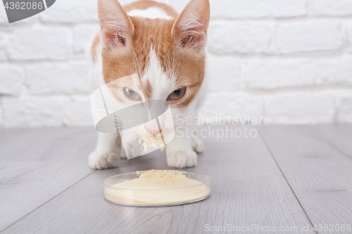 Image of Young red kitten eats dry yeast extract from petri cup
