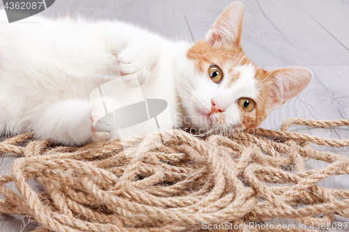 Image of Young red kitten posing