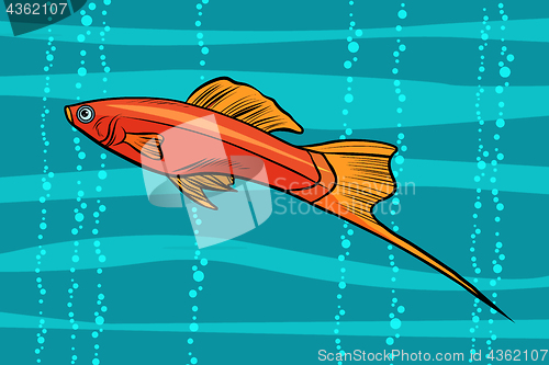 Image of swordtail aquarium fish