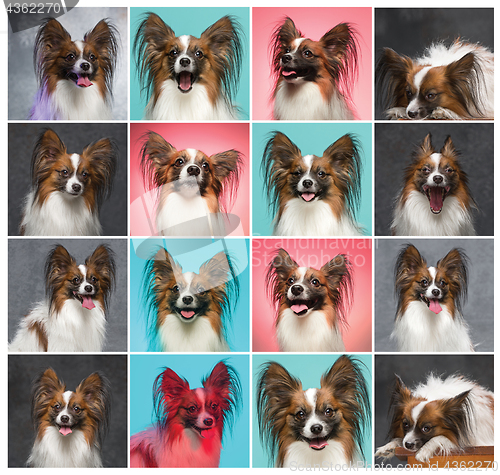 Image of Studio portrait of a small yawning puppy Papillon