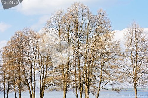 Image of Bare Tree