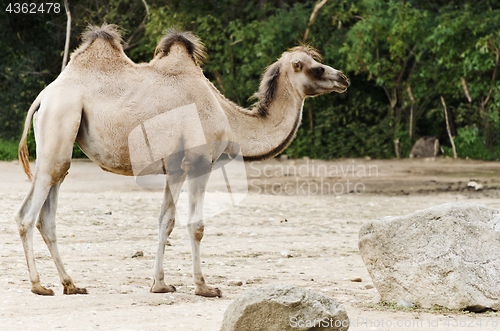 Image of Camel