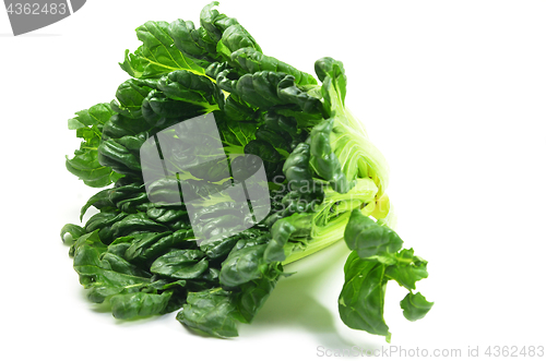 Image of Chinese flat cabbage (Brassica chinensis) or Tah Tsai lettuce