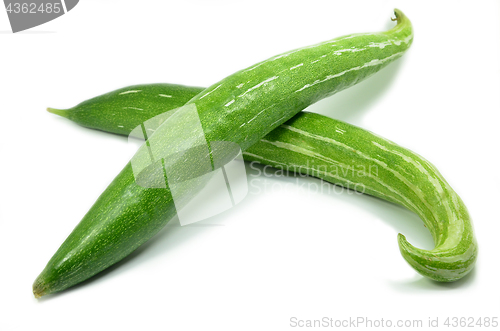 Image of Snake gourd isolated 