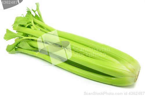 Image of Bunch of celery sticks isolated 