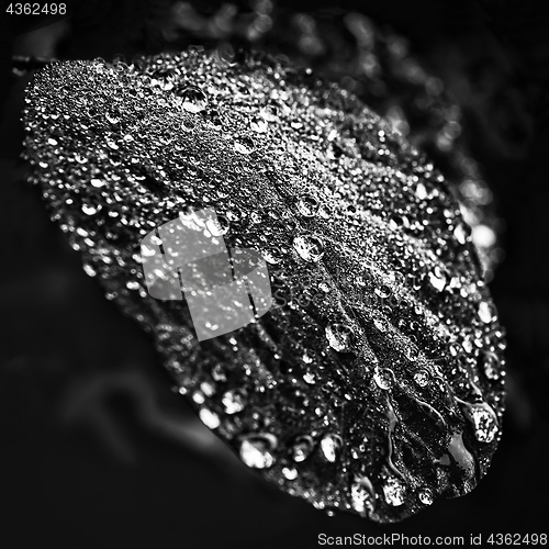 Image of Brilliant Water Drops On A Leaf