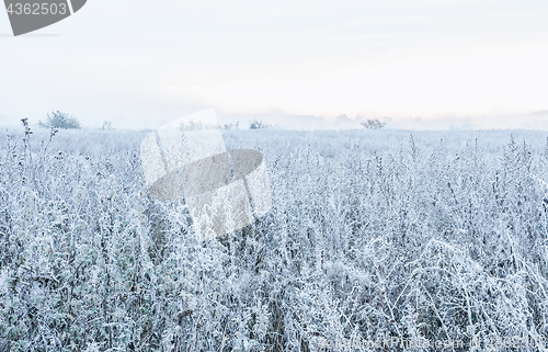 Image of Winter Foggy Morning In The Field