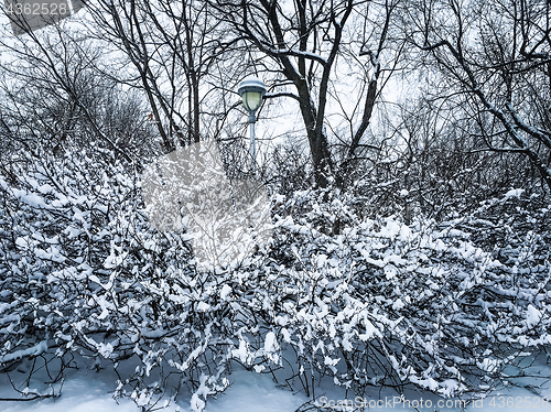 Image of Beautiful winter park after snowstorm