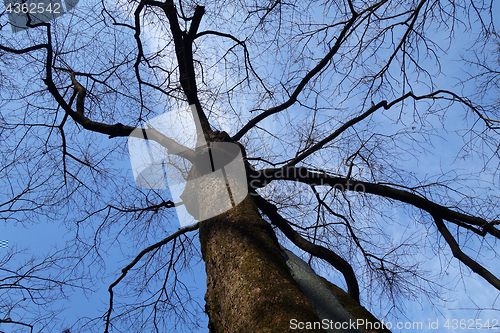 Image of Dried tree branch in autumn season