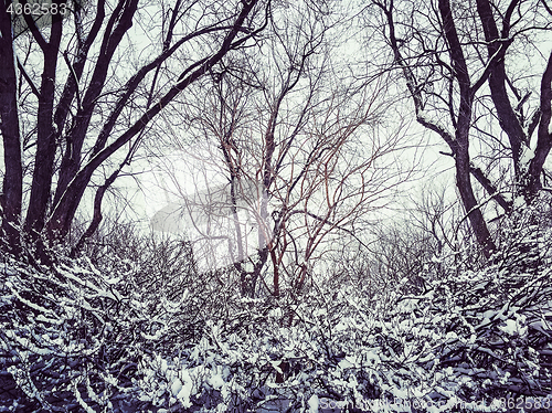 Image of Trees after snowstorm