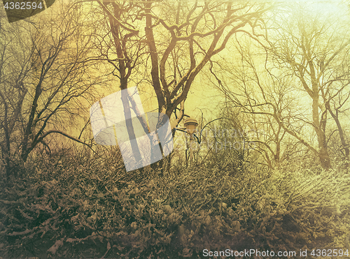 Image of Snowy trees in murky yellow light