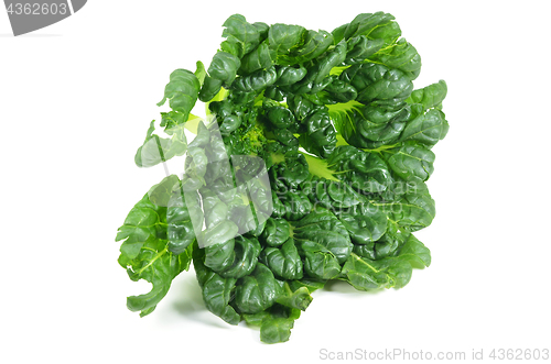 Image of Chinese flat cabbage (Brassica chinensis) or Tah Tsai lettuce