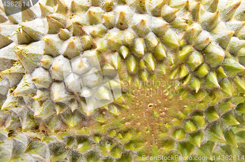 Image of Durian fruit isolated on white background