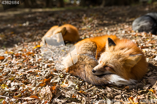 Image of Red fox sleeping at outdoor