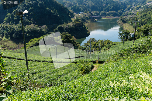Image of Tea Plantation farm