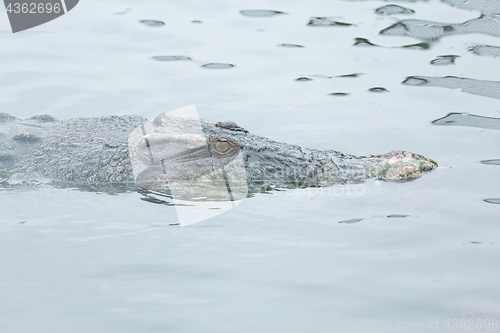 Image of Crocodile swimming 