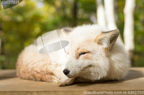 Image of Fox sleeping at outdoor