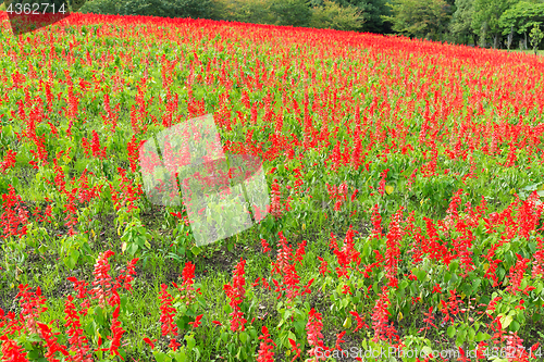 Image of Red Salvia field