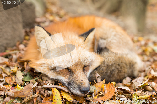 Image of Cute fox sleeping