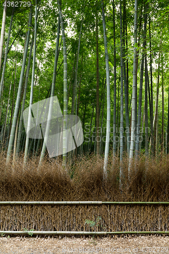 Image of Lush bamboo forest