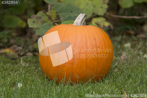 Image of Halloween Pumpin