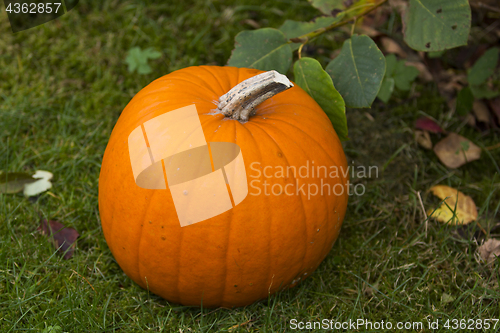 Image of Halloween Pumpin