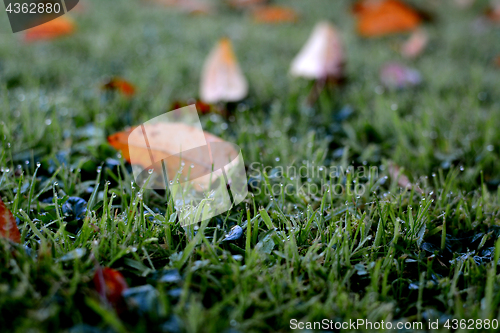 Image of Dew droplets on grass, with scattered fall leaves