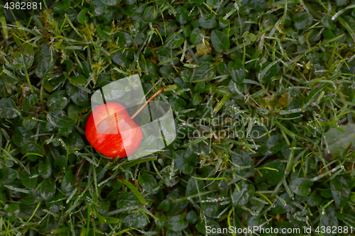 Image of Bright red crab apple on dewy grass