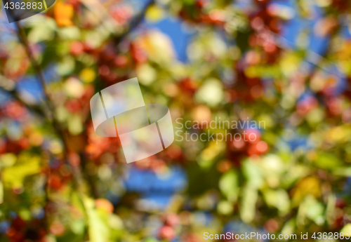 Image of Abstract defocussed tree with red crab apples and green foliage