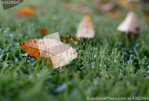 Image of Orange autumn leaf on dew-covered grass