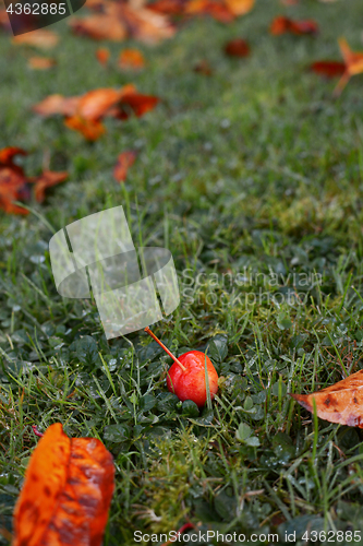 Image of Crab apple fruit among golden fall leaves