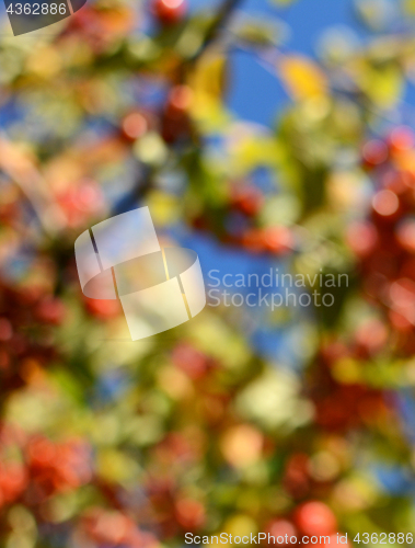 Image of Abstract bokeh background of colourful crab apple tree 