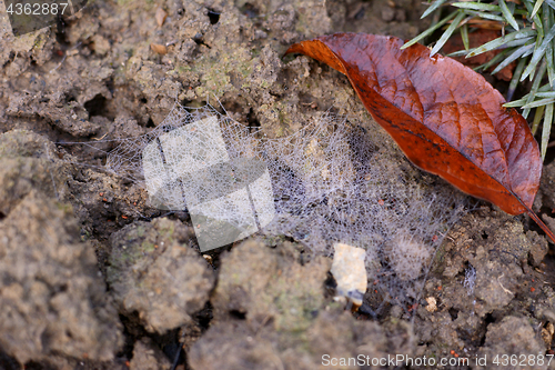 Image of Dew-covered spider web in a flower bed