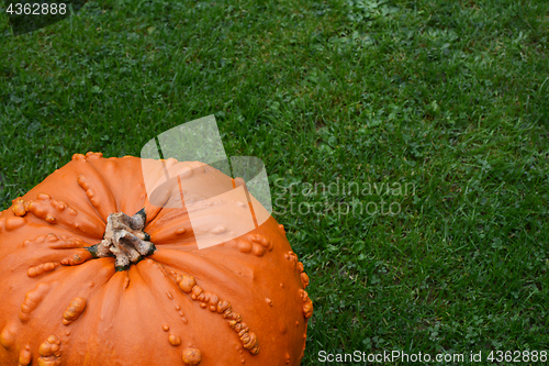 Image of Bright orange warty pumpkin on lush green grass