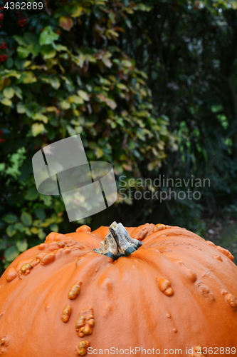 Image of Warty orange pumpkin against background of green foliage