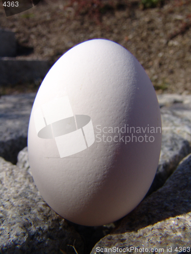Image of Egg