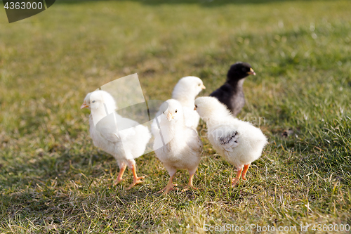 Image of Young chicken on a meadow