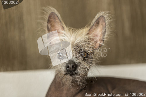 Image of Portrait of a Chinese hairless dog