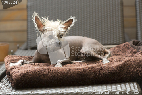 Image of Portrait of a Chinese hairless dog