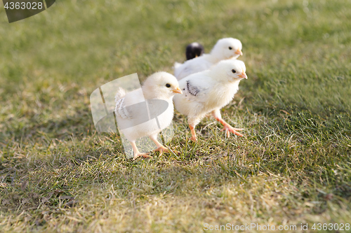 Image of Newborn chicken on a meadow