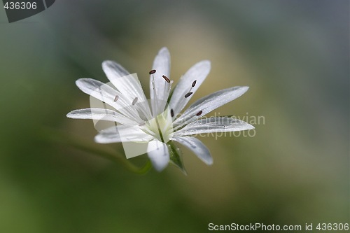 Image of SUMMERFLOWER