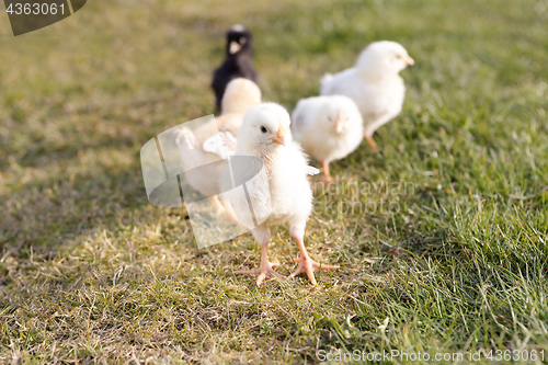 Image of Newborn chicken on a meadow