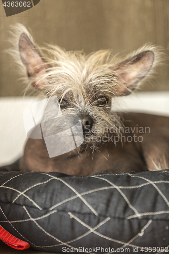 Image of Portrait of a Chinese hairless dog