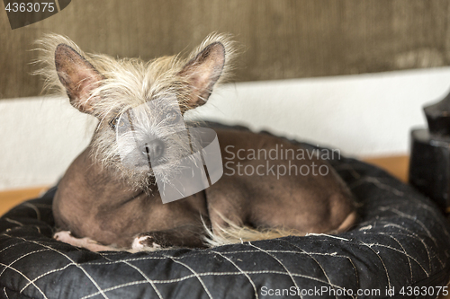 Image of Portrait of a Chinese hairless dog